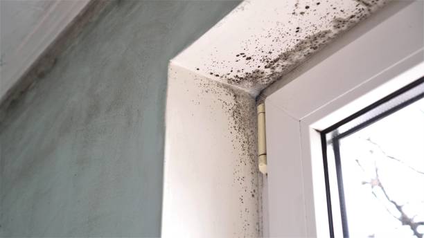 Best Localized Mold Remediation (e.g., coastal areas, humid climates) in Taylor, AZ