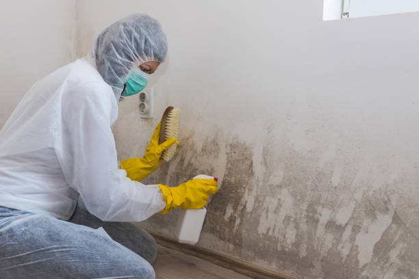 Best Attic Mold Remediation in Taylor, AZ