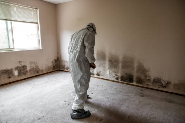 Professional Mold Remediation in Taylor, AZ